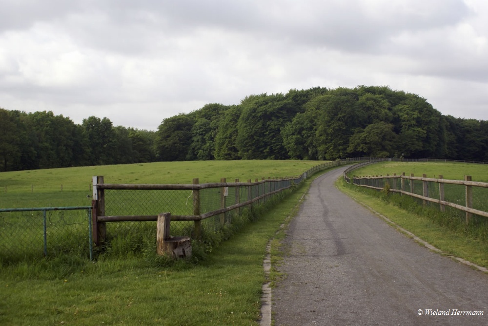 Schwarze Heide